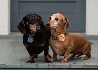Family Portraits-5265