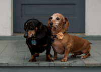 Family Portraits-5266