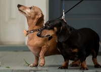 Family Portraits-5267