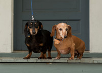 Family Portraits-5268